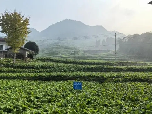 GA黄金甲(中国游)最新官方网站
